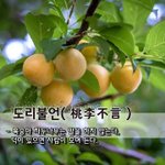 [좋은글] [좋은글] <b>도리</b>불언桃李不言 – 복숭아 자두나무는 말을...
