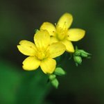 [좋은글] [좋은글] 【고추<b>나물</b>】