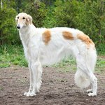 이 강아지 하투하 지우<b>닮음</b>