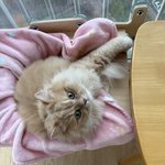 <b>느낌</b>좋은 고양이