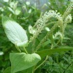 [좋은글] [좋은글] 【삼백초】