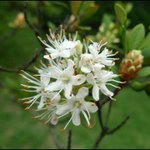 [좋은글] [좋은글] 【<b>꼬리</b>진달래】