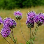 [좋은글] [좋은글] 엉겅퀴의 효능