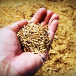 [좋은글] [좋은글] 죽어가는 몸 세포 살리는 식품