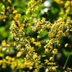 [좋은글] [좋은글] 【모감주<b>나무</b>】