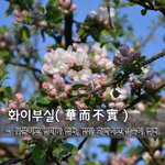 화이부실華而不實 - 꽃뿐이고 열매가 없다, 겉만 <b>화려</b>하고 실속이 없다.