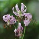 [좋은글] [좋은글] 【솔나리】