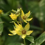 [좋은글] [좋은글] 【참<b>좁쌀</b>풀】