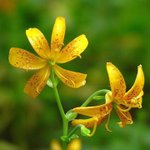 [좋은글] [좋은글] 【섬말나리】