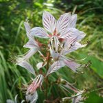 [좋은글] [좋은글] 【백선】