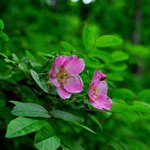 [좋은글] [좋은글] 【생열귀<b>나무</b>】