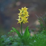 [좋은글] [좋은글] 【금새우난초】