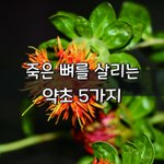 [좋은글] [좋은글] 죽은 뼈를 살리는 약초 5가지