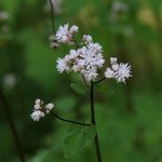 [좋은글] [좋은글] 【연잎꿩의<b>다리</b>】