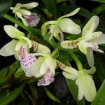 [좋은글] [좋은글] 【나도풍란】