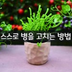 [좋은글] [좋은글] 스스로 병을 고치는 방법