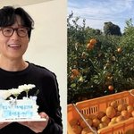 '제주살이' 루시드폴, 1000평 규모 귤농사 망했다…"앨범작업...