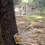 <b>SBS</b>는 송파 공원 나무에 박힌 화살 제보를 받습니다