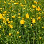 [좋은글] [좋은글] 몸속의 노폐물을 빼주는 음식