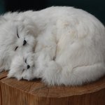 [좋은글] [좋은글] 젊음 유지하며 장수하는 16가지 <b>비결</b>