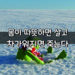 [좋은글] [좋은글] ◇ 몸이 따뜻하면 살고 차가워지면 죽는다