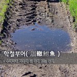 [좋은글] 학철부어涸轍鮒魚 - 수레<b>바퀴</b> 자국에 괸 물에 있는 붕어.