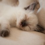 [좋은글] [좋은글] 알몸으로 자면 좋은 5가지 이유