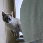 고양이 키우는애들아 원래 <b>이럼</b>?