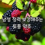 [좋은글] [좋은글] ◇ 남성 정력 보강해주는 <b>토종</b> 약초