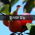 [좋은글] [좋은글] ◇ <b>홍시</b>의 효능