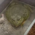 나 이런 개구리 ㅈㄴ 싫어함