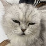 고양이 너무 귀여워진짜