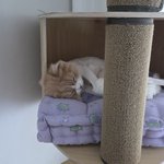 주말 스테이씨 수민의 고양이