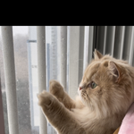 <b>눈</b>을 좋아하는 고양이
