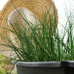 [좋은글] [좋은글] <b>부추</b>의 효능