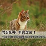 양질호피羊質虎皮 - 속은 양이고 거죽만 호랑이, 실속은 없이 겉만 <b>화려</b>하다.