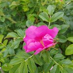 [좋은글] [좋은글] 당뇨에 도움 되는 <b>해당</b>화차