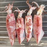 [좋은글] [좋은글] 오징어의 효능