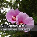 [좋은글] 안여순화顔如舜華 - <b>얼굴</b>이 무궁화와 같다, 매우 아름다운...