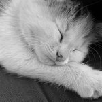 [좋은글] [좋은글] 상쾌한 <b>기상</b>을 위한 숙면방법