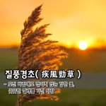 - 모진 바람에도 꺾이지 않는 강한 풀, 꿋꿋한 <b>절개</b>를 가진 사람