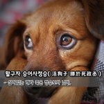 [좋은글] [좋은글] 활구자 승<b>어사</b>정승活狗子 勝於死政丞 - 살아있는...