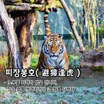 [좋은글] [좋은글] 피장봉호避獐逢虎 - 노루를 피하다 범을 만나다...