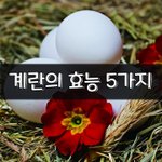 [좋은글] [좋은글] <b>계란</b>의 효능 5가지