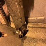 [댓글부탁해] 3일째 <b>집</b> 앞에서 <b>우리집</b>만 지켜보는데