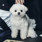 <b>말티즈</b> 너무 귀여워