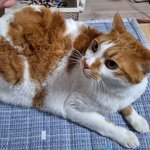 나의 동거묘 도칠이 2025년 겨울맞이 <b>일상들</b>