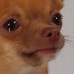 <b>보규</b>어어엉