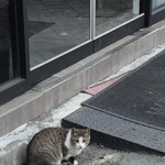 이 고양이 뭔가 예온<b>닮음</b>