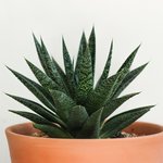 [좋은글] [좋은글] <b>실내</b> 독소 제거에 탁월한 화초